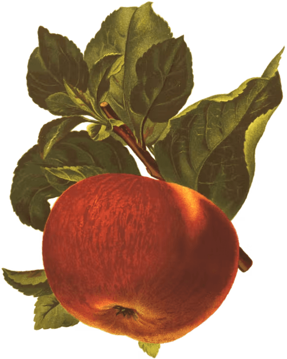 old-style picture of a peach on a section of branch with leaves