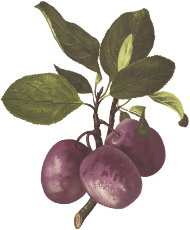 grapes