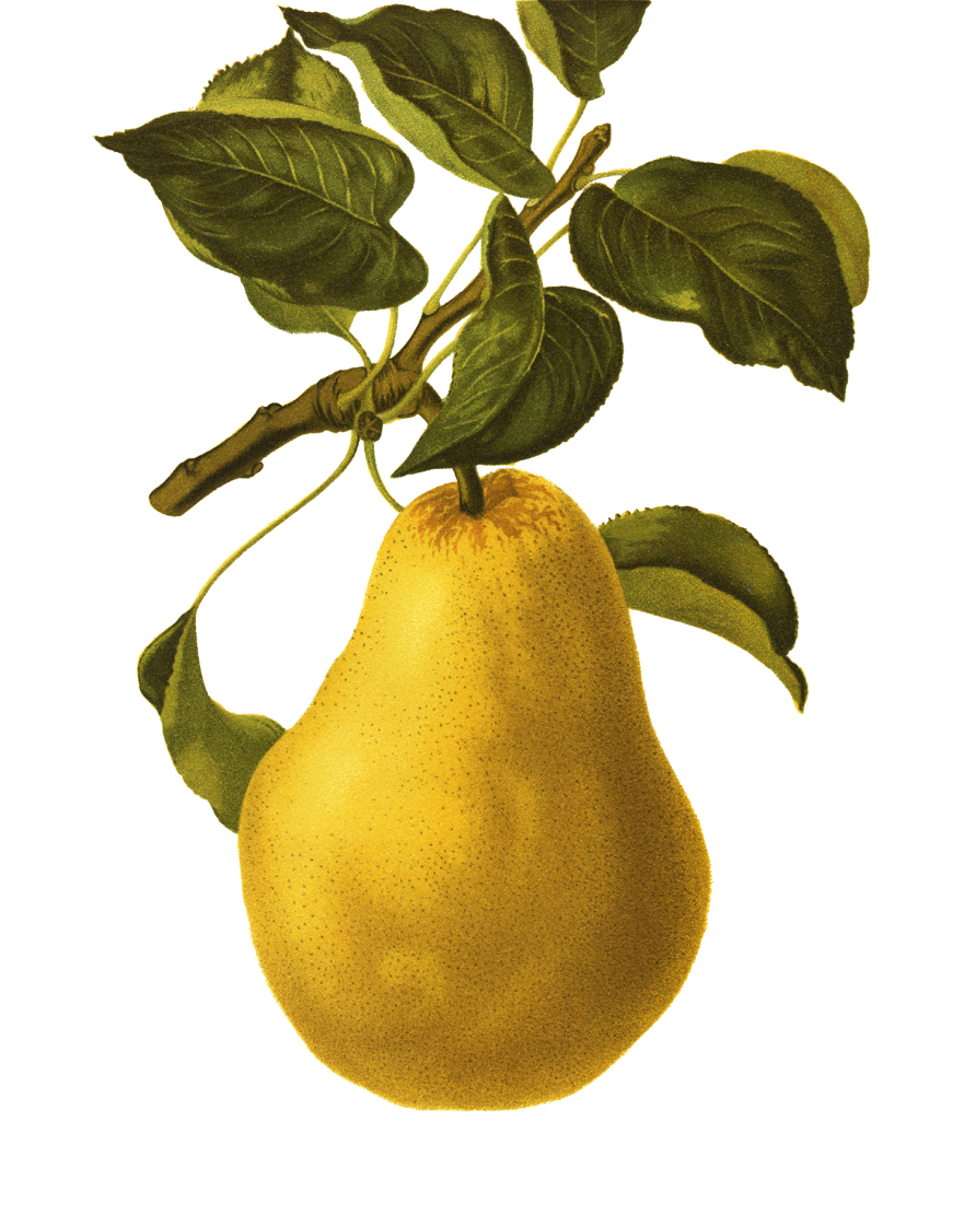 illustration of a pear